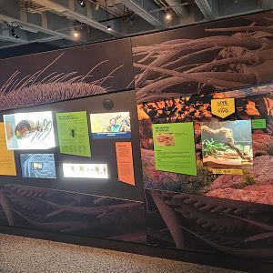 NCMNS - "SPIDERS: Fear to Fascination" info wall