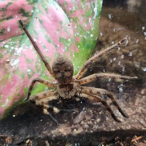 NCMNS - Barylestis occidentalis