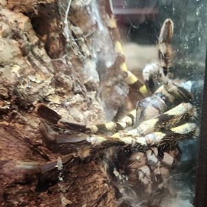 NCMNS - Poecilotheria regalis