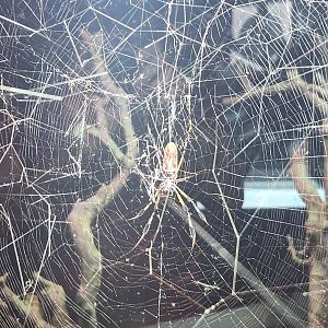 NCMNS - Trichonephila clavipes