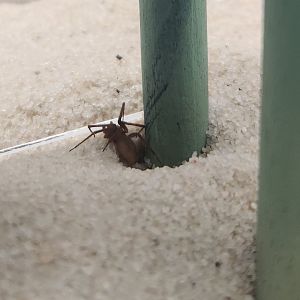 NCMNS - Loxosceles reclusa