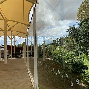 Colchester new cheetah enclosure