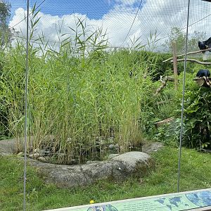 colchester wreathed hornbills