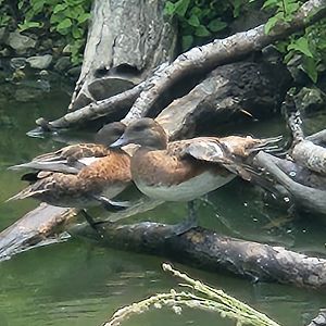 Duck ID (American Wigeon?)
