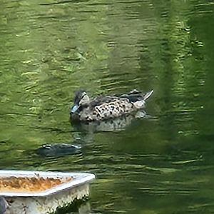 Duck ID