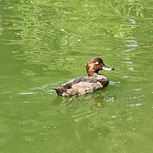 Duck ID (Redhead Duck?)