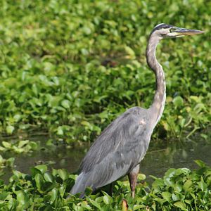 Great blue heron - Brazos Bend State Park