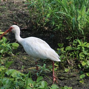 American white ibis - Brazos Bend State Park