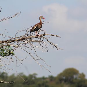 Black-bellied whistling duck on a tree - Brazos Bend State Park