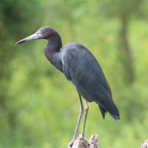 Little blue heron - Brazos Bend State Park