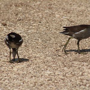 Common gallinule - Brazos Bend State Park
