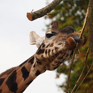 Hybrid giraffe (Mostly Giraffa camelopardalis rothschildi), 2022-10-29