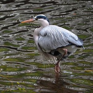 Wild Grey heron (Ardea cinerea), 2022-10-29