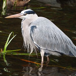 Wild Grey heron (Ardea cinerea), 2022-10-29