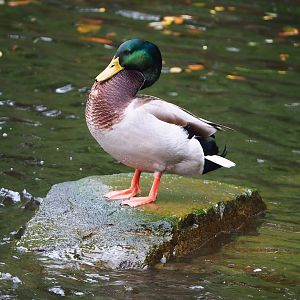 Wild Mallard drake (Anas platyrhynchos), 2022-10-29