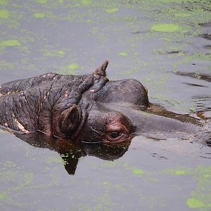Hippopotamus Hermien (Hippopotamus amphibius), 2022-10-29