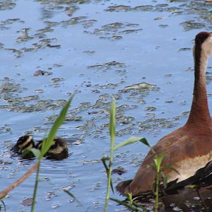 Black-bellied whistling duck and her baby - Brazos Bend State Park