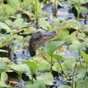 Baby American alligator - Brazos Bend State Park