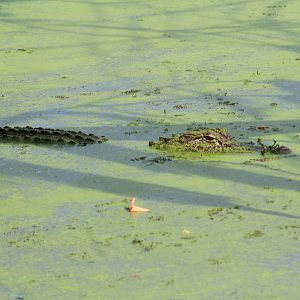 American alligator - Brazos Bend State Park