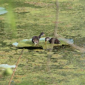 Common gallinule - Brazos Bend State Park