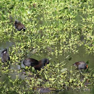 Common gallinule - Brazos Bend State Park