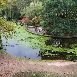 Hippopotamus exhibit seen from the upper viewing area, 2022-10-29