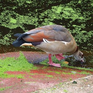 Feral Egyptian goose (Alopochen aegyptiaca), 2022-10-29