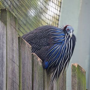 Vulturine guineafowl (Acryllium vulturinum), 2022-10-29