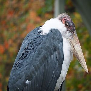 Marabou (Leptoptilos crumenifer), 2022-10-29