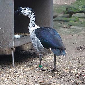 African comb duck (Sarkidiornis melanotos), 2022-10-29