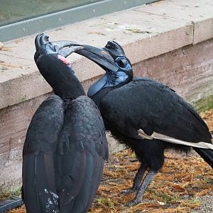 Abyssinian ground hornbills (Bucorvus abyssinicus), 2022-10-29