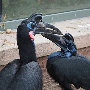 Abyssinian ground hornbills (Bucorvus abyssinicus), 2022-10-29