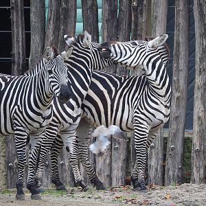 Grant's zebras (Equus quagga boehmi), 2022-10-29