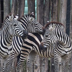 Grant's zebras (Equus quagga boehmi), 2022-10-29