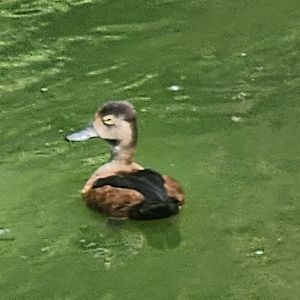 Duck ID