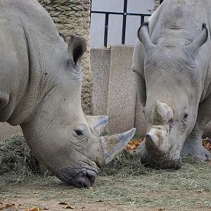 Southern white rhinoceroses (Ceratotherium simum simum), 2022-10-29