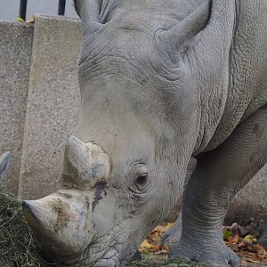 Southern white rhinoceros (Ceratotherium simum simum), 2022-10-29