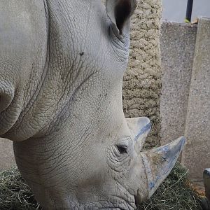 Southern white rhinoceros (Ceratotherium simum simum), 2022-10-29
