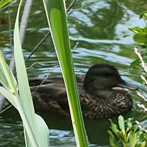 Duck ID (Mottled Duck?)