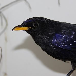 Blue whistling thrush (Myophonus caeruleus)