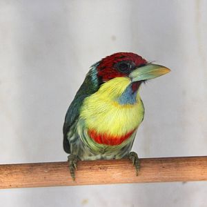 Blue-chinned versicoloured barbet (Eubucco versicolor glaucogularis)