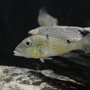 Maroni eartheater (Geophagus harreri)