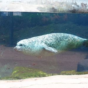 Eastern Atlantic harbor seal (Phoca vitulina vitulina), 2022-10-29