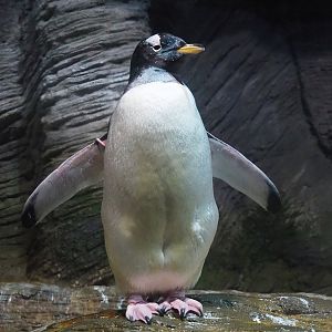 Subantarctic gentoo penguin (Pygoscelis papua papua), 2022-10-29
