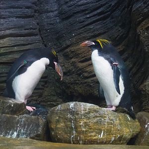 Macaroni penguins (Eudyptes chrysolophus), 2022-10-29