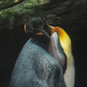 King penguin (Aptenodytes patagonicus), 2022-10-29