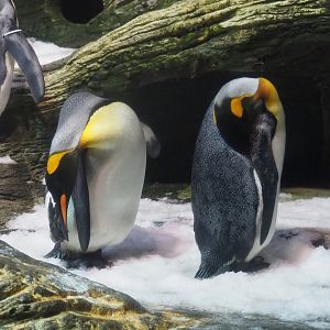 King penguin (Aptenodytes patagonicus), 2022-10-29