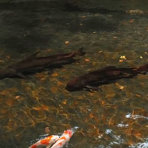 Chinese high-fin banded sharks (Myxocyprinus asiaticus), 2022-10-29