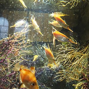 Longspine snipefish (Macroramphosus scolopax), 2022-10-29