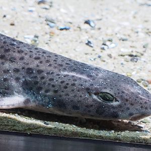 Nursehound (Scyliorhinus stellaris), 2022-10-29